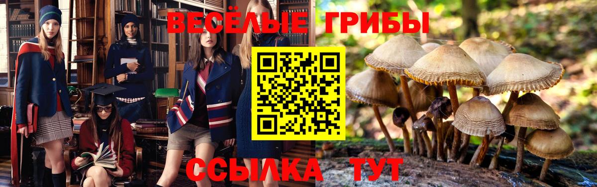 Владикавказ  Галлюциногенные грибы Psilocybine cubensis  Вход с VPN 